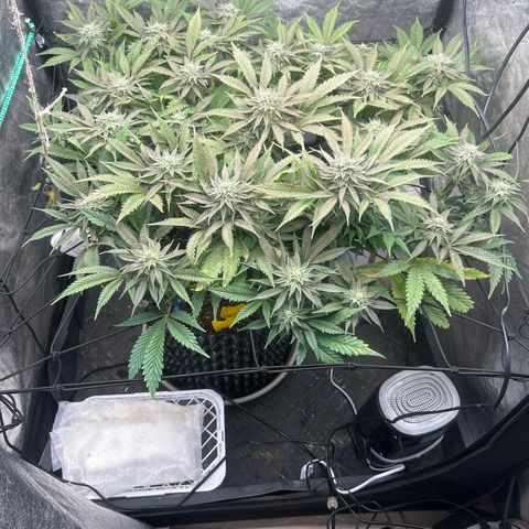 Forbidden Runtz growlog timeline photo