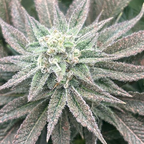 Forbidden Runtz growlog timeline photo