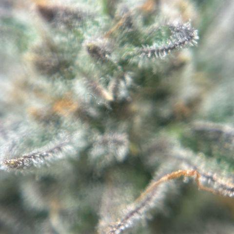 Forbidden Runtz growlog photo: Wird