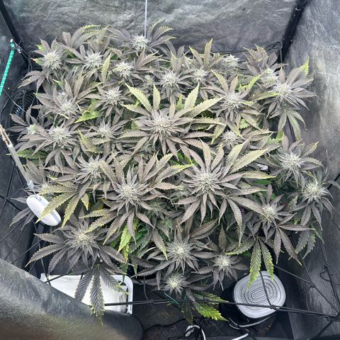 Forbidden Runtz growlog photo: Wird