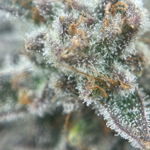 Forbidden Runtz growlog photo: Wird