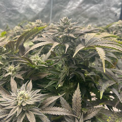 Forbidden Runtz growlog timeline photo