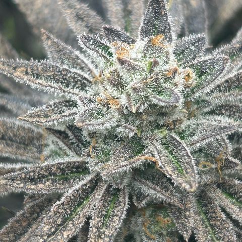 Forbidden Runtz growlog timeline photo
