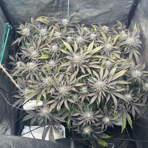 Forbidden Runtz growlog timeline photo
