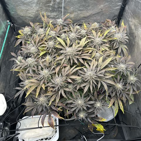 Forbidden Runtz growlog photo: Top 