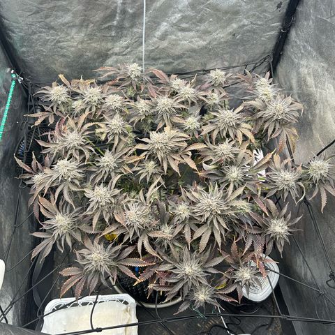 Forbidden Runtz growlog photo: 1 Woche noch vermute ich, trichome werden bereits bisschen Bernstein 