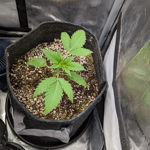Connie growlog timeline photo