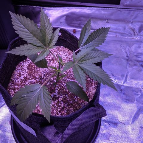 Connie growlog timeline photo