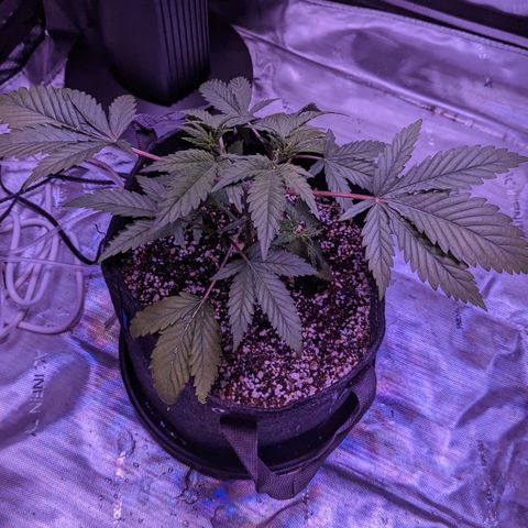 Connie growlog timeline photo