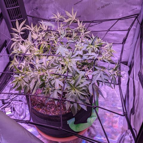 Connie growlog timeline photo