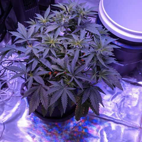 Connie growlog timeline photo