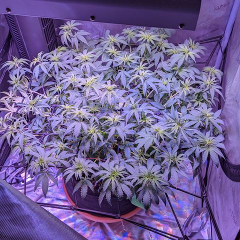 Connie growlog timeline photo