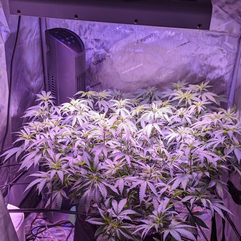 Connie growlog timeline photo