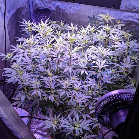 Connie growlog timeline photo