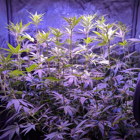 Connie growlog timeline photo
