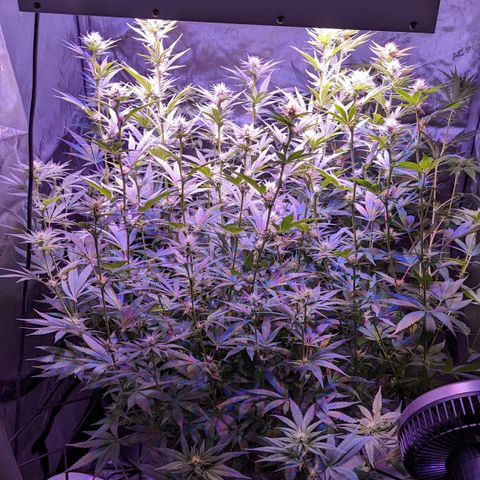Connie growlog timeline photo