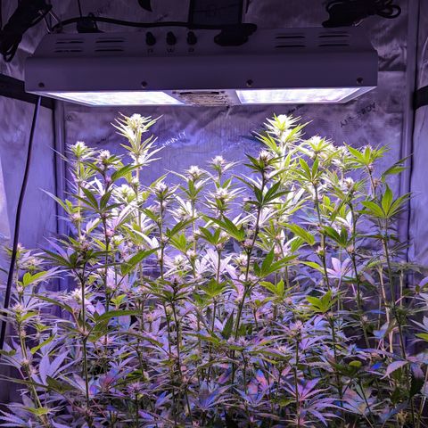 Connie growlog timeline photo