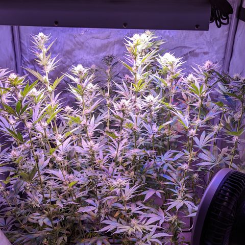 Connie growlog timeline photo