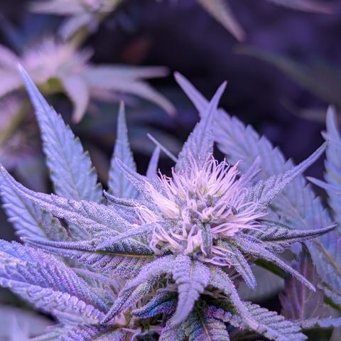 Connie growlog timeline photo