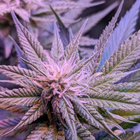 Connie growlog timeline photo