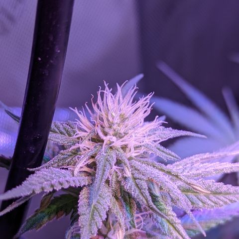 Connie growlog timeline photo