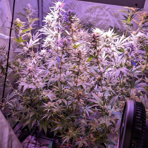 Connie growlog timeline photo