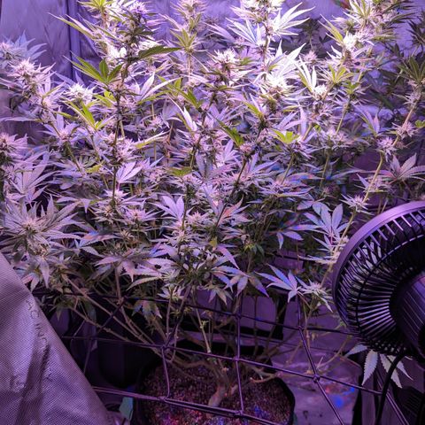 Connie growlog timeline photo