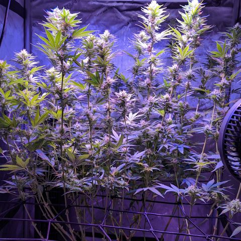 Connie growlog timeline photo