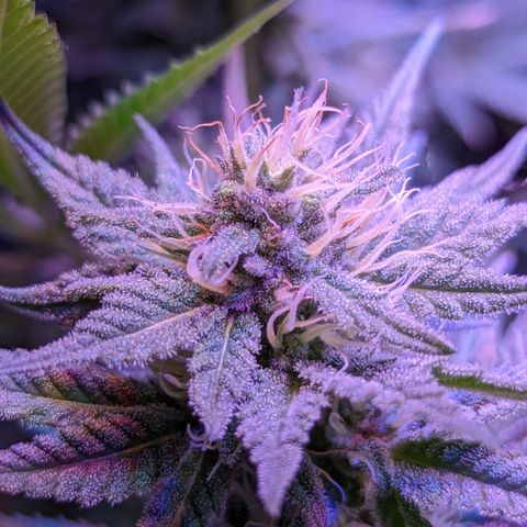 Connie growlog timeline photo