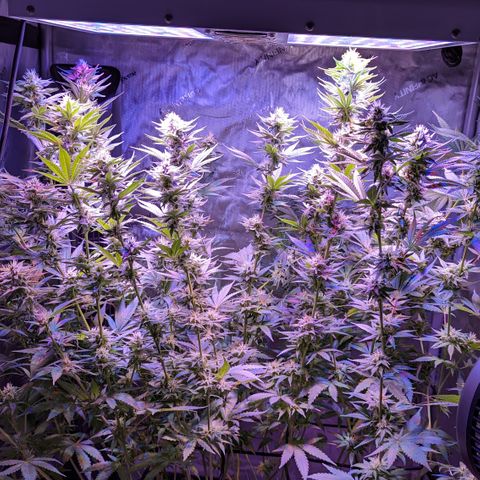 Connie growlog timeline photo