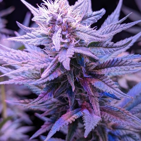 Connie growlog timeline photo