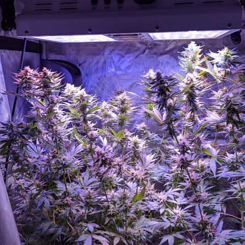 Connie growlog timeline photo