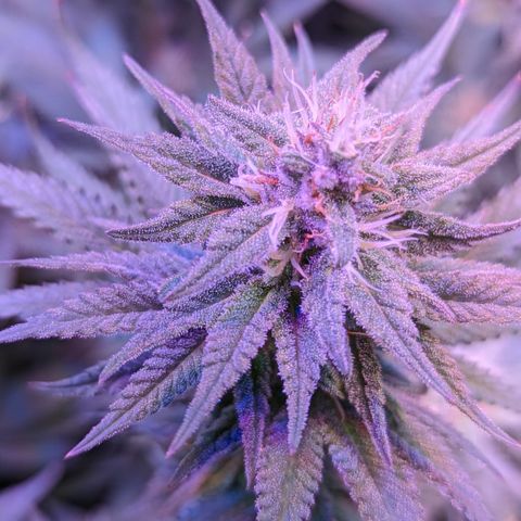 Connie growlog timeline photo
