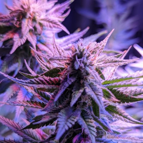 Connie growlog timeline photo