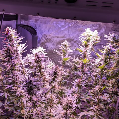 Connie growlog timeline photo