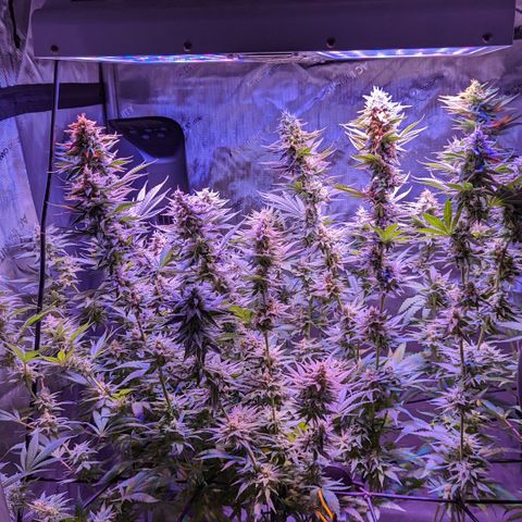 Connie growlog timeline photo