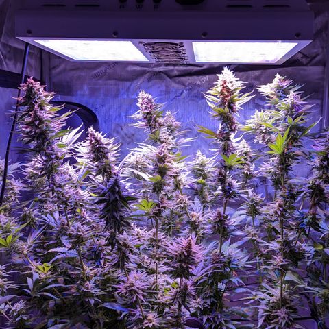 Connie growlog timeline photo