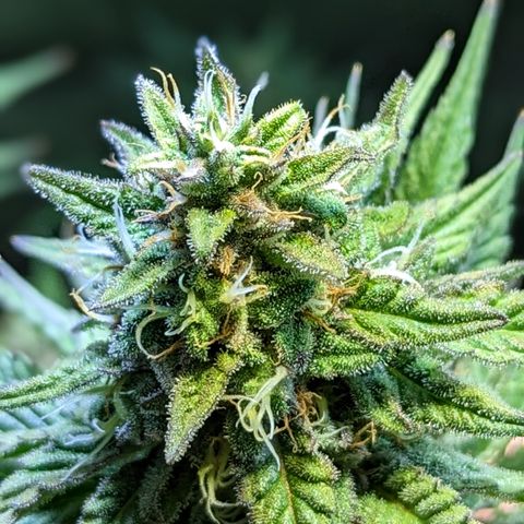 Connie growlog timeline photo