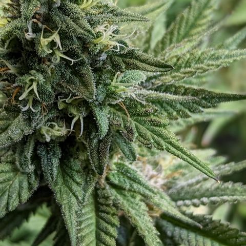Connie growlog timeline photo