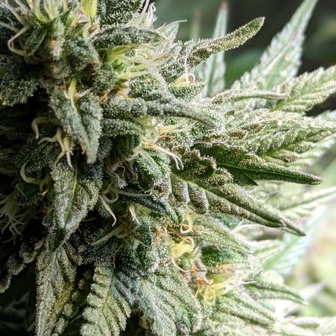 Connie growlog timeline photo