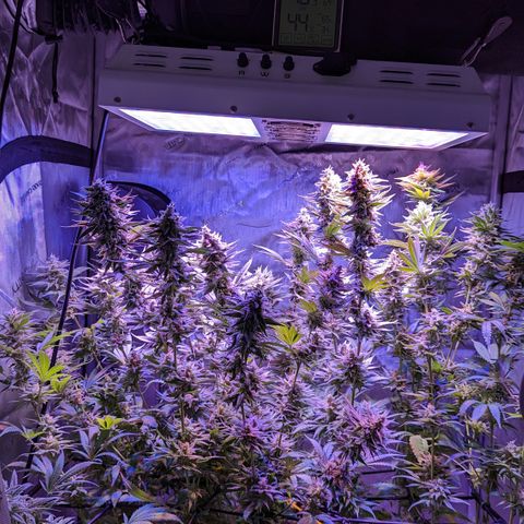 Connie growlog timeline photo