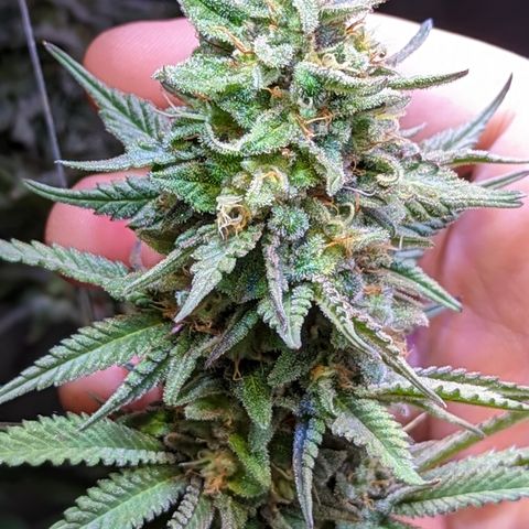 Connie growlog timeline photo