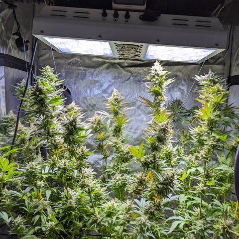 Connie growlog timeline photo