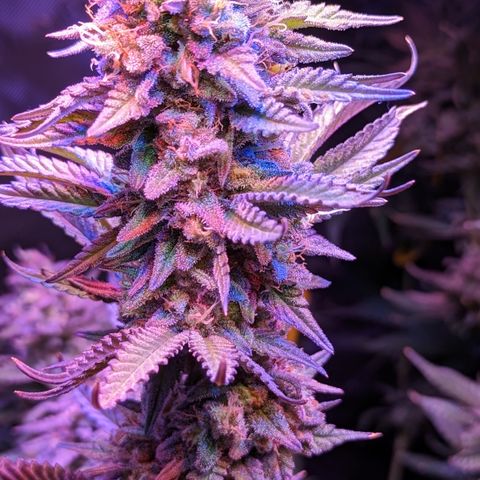 Connie growlog timeline photo