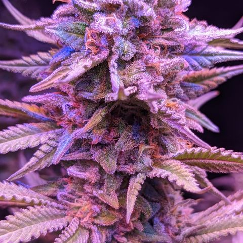 Connie growlog timeline photo