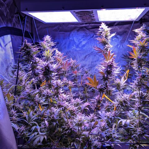 Connie growlog timeline photo