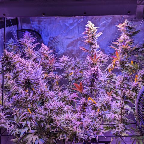 Connie growlog timeline photo