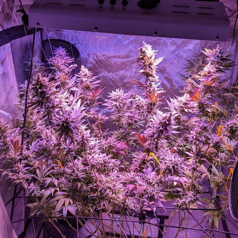 Connie growlog timeline photo