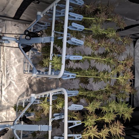 Connie growlog timeline photo