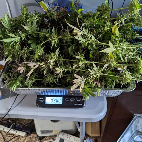 Connie growlog timeline photo